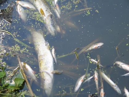 В Беловском районе массовая гибель рыбы вылилась в уголовное дело